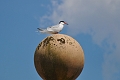 Holiday Dorset_9717_edited-1